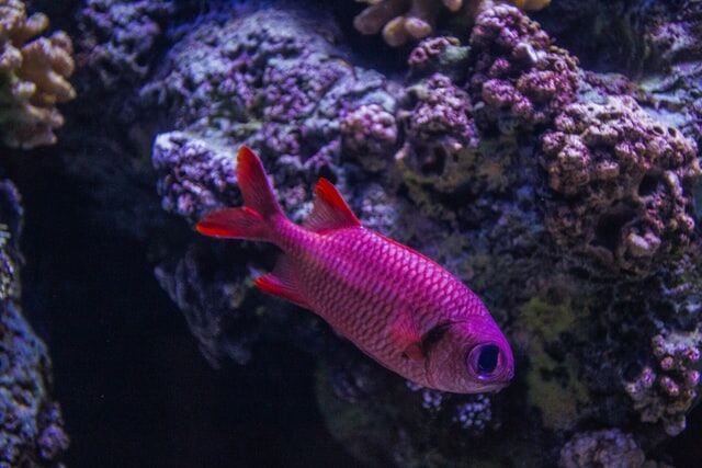 Tips for Choosing the Right Type of Fish Tank